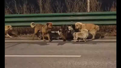 seven dogs break free from thieves and travel 17 km together to return to their village in china