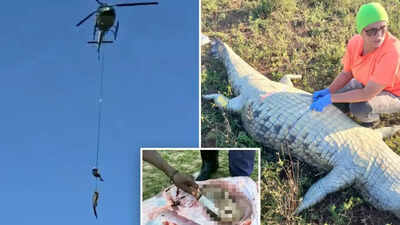 dramatic river rescue in south africa missing businessmans remains are found inside 15 foot crocodile watch