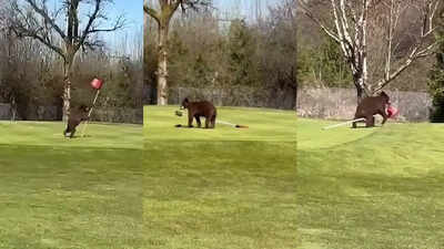 in the video the bears can be seen entering the golf course premises and making off with the flag