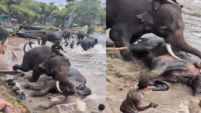 karnataka elephant video