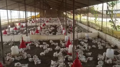 loud dj music allegedly kills 140 chickens in up39s sultanpur