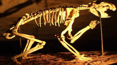 thylacoleo skeleton in naracoorte caves cropped