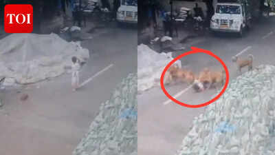 4 year old girl suffered severe injuries after a pack of six stray dogs attacked her