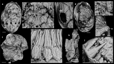 anatomy of s coronarius a e umcu2016009 with two large protuberances a apertural