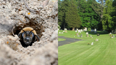 scientists discover 55 million bees living beneath a new york cemetery for over 100 years and it could help save vulnerable pollinators