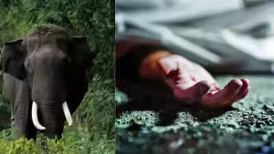 the wife of senior ips officer sunil achaya sandhya was tragically trampled to death by a tusker in konanakatte