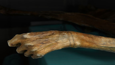 this bracelet like tattoo adorns the wrist of the 5300 year old iceman
