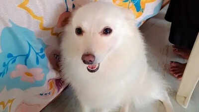tiny pomeranian dies saving satna family from thieves
