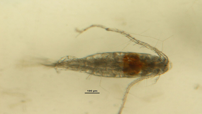 zooplankton copepod leptodiaptomus minutus